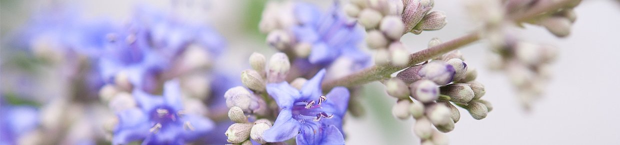 Nahaufnahme von Mönchspfeffer-Blüten – Symbolbild für pflanzliche Unterstützung bei PMS mit Mönchspfeffer.